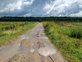 view of blueberry plantation, rainy autumn day, many clouds, wet road with sky glare, swampy ditch