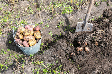 Freshly harvested organic potatoes in metal bucket