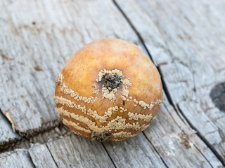 Apple affected by fungus and mold. Disease scab, a Lousy rotten Apple.