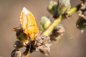 Carpocoris pudicus eating
