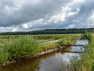 view of blueberry plantation, rainy autumn day, many clouds, wet road with sky glare, swampy ditch