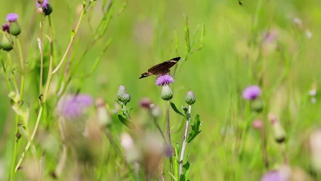 Common Buckeye Butterfly, Junonia coenia, on pink knapweed flowers turns 360 degrees