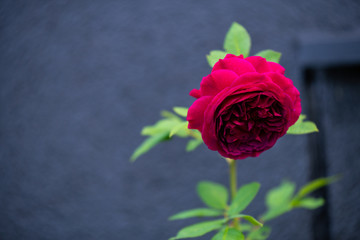 A flower in the foreground of a flower  with bright colors and soft background