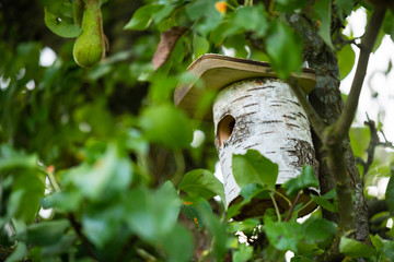 a bird house is hidden deep in a tree so that the birds can  nest
