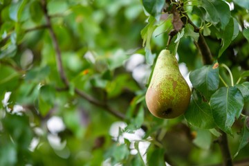 Pears on a pear tree just before autumn, the  fruits are ripe