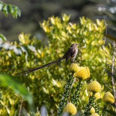 Cape Sugarbird at a yellow Protea