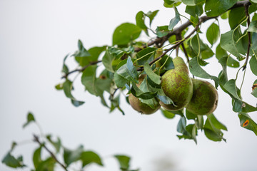 Pears on a pear tree just before autumn, the  fruits are ripe