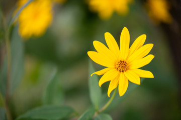 A flower in the foreground of a flower  with bright colors and soft background
