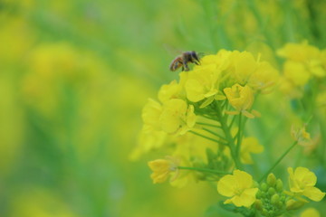 菜の花　菜の花畑