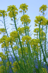 菜の花　菜の花畑
