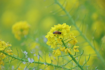 菜の花　菜の花畑