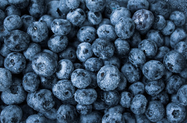 blueberries background many blueberries