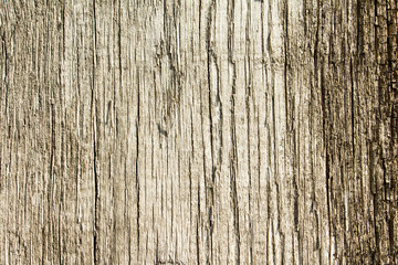 texture of wood background