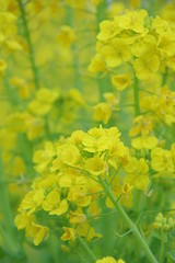 菜の花　菜の花畑
