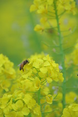 菜の花　菜の花畑