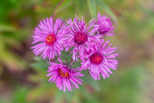 Perennial pink aster flowers in the meadow on an autumn warm day