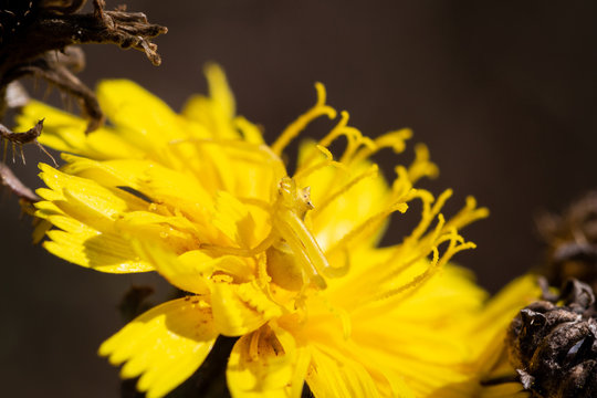 Thomisus onustus mimicry