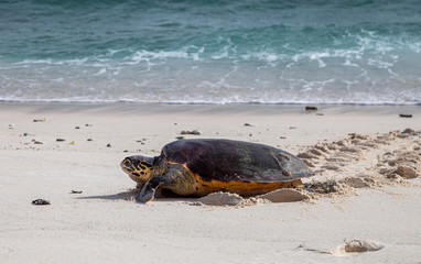 Hawksbill Turtle on the Beach, Seychelles