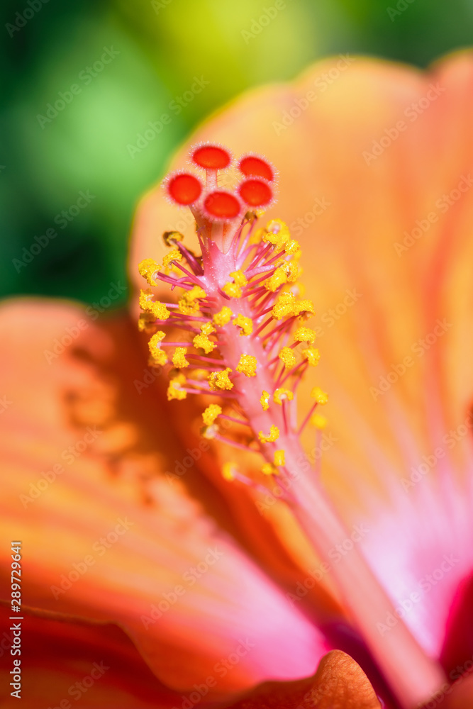 Canvas Prints Close up yellow and red pollen macro photos of orange hibiscus flower beautiful nature of tropical flora