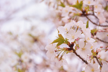 cherry blossom