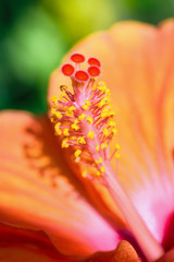 Close up yellow and red pollen macro photos of orange hibiscus flower beautiful nature of tropical flora