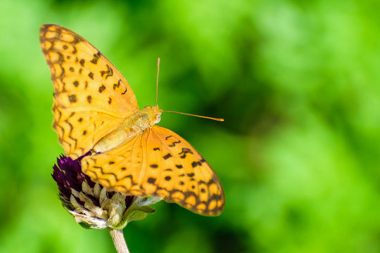 Cirrochroa Tyche or Common Yeoman, Close up butterfly with orange wing and black pattern on blooming flower are insect in the garden, Beautiful nature of animal copy space for the background