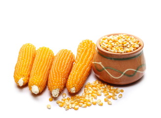 Cob of popcorn, yellow grain in clay pot isolated on white background