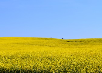 Rzepaki_2019 © Krzysiek Cegiełka