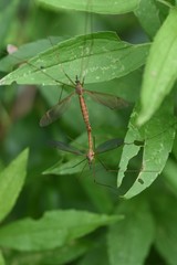 Crane fly in mating / Crane fly is a flying insect with a narrow body and very long legs.