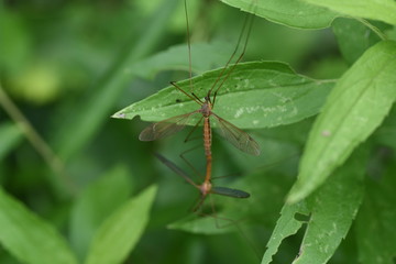Crane fly in mating / Crane fly is a flying insect with a narrow body and very long legs.