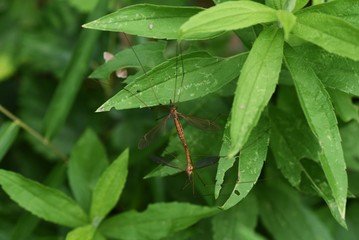 Crane fly in mating / Crane fly is a flying insect with a narrow body and very long legs.