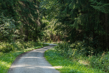 Fototapeta premium Waldweg
