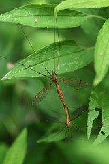 Crane fly in mating / Crane fly is a flying insect with a narrow body and very long legs.