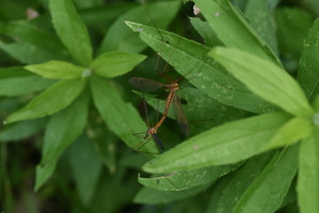 Crane fly in mating / Crane fly is a flying insect with a narrow body and very long legs.