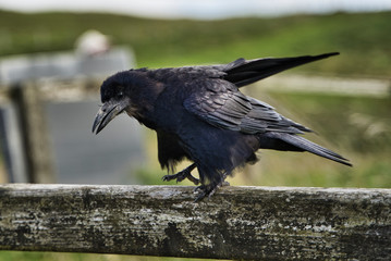 black crow with extended wings