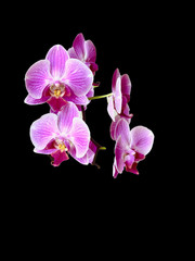 Purple orchid flower, isolate. Decorative branch with flowers, on a black background.