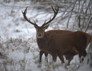 Red deer stag in snow