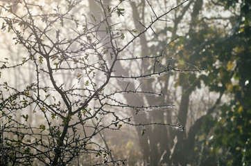 THE TIME OF AUTUMN WEATHER - Foggy and wet morning in the forest clearing