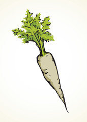 Carrot. Vector drawing