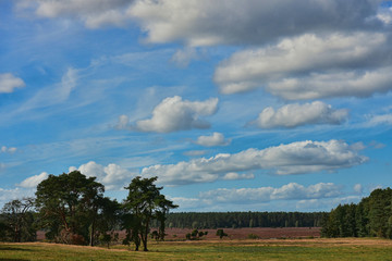 Fototapeta premium Heide Landschaft Blüte lila Herbst Fläche Natur Farbe schön einmalig