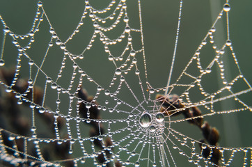 PEARL DROPS ON A COBWEB - Maybe some rain, maybe morning moisture