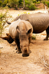 Fototapeta premium African rhinos in the Kruger Park, South Africa