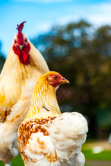 Colorful south african rooster and hen are posing for picture