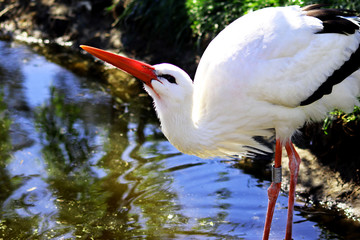 Cigogne blanche