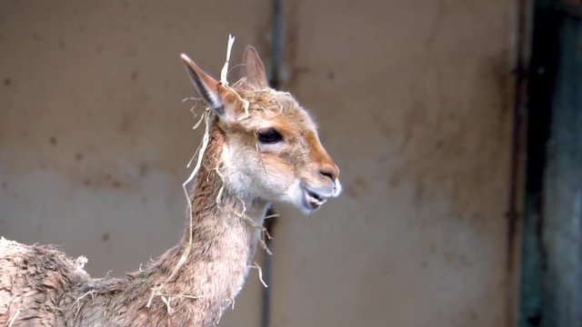 closeup of the face of a vicuna eating hay, adorable llama specie from Peru