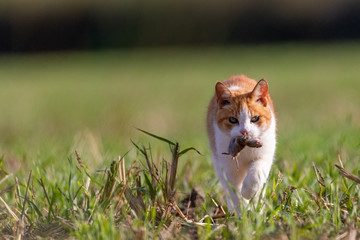 Feral cat with mouse in field