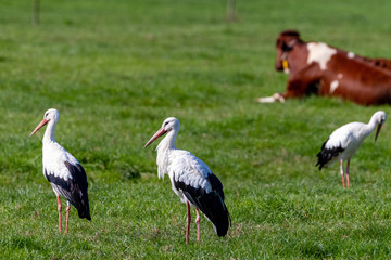 Storks and cows in meadow