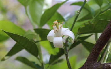 Fiore d'arancio - Zagara