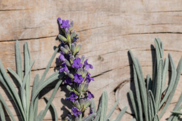 Sprigs of lavender with flowers on a wooden board close-up