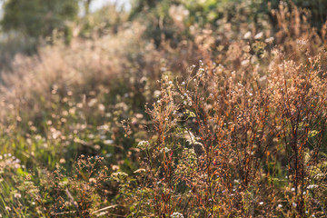 Scene with wild grass on a sun light